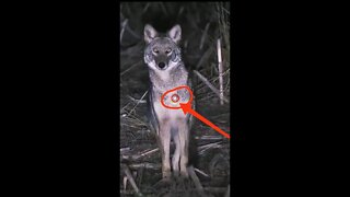 Hunting Coyotes #shorts #dogs #animals #hunter #025