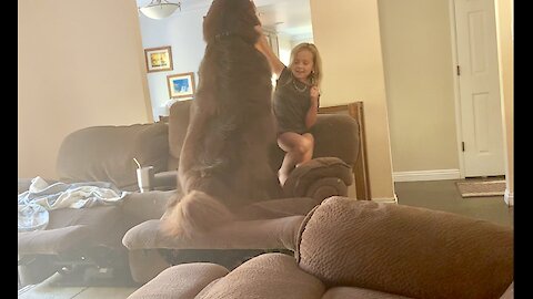 Little girl sweetly trains her large Newfoundland dog