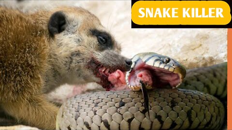 Even King Cobras Fear This Snake Killer