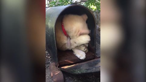 Cat Sits In A Mailbox And Cleans Itself