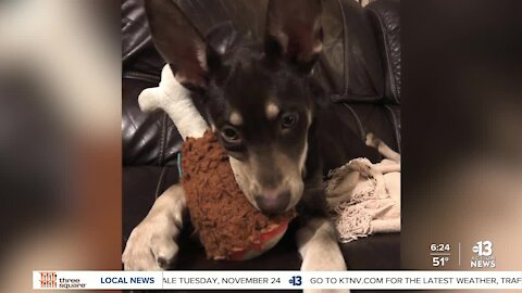 Pet of the week: German Shepard/Husky mix up for adoption