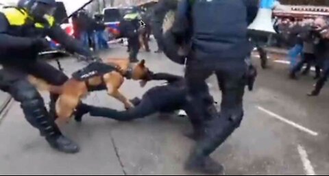 Anti-lockdown Dutch Protester Mauled by Police Dog
