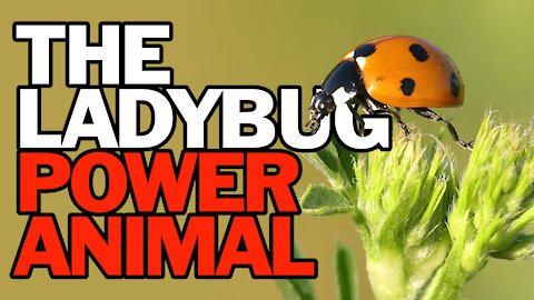 The Ladybug Power Animal