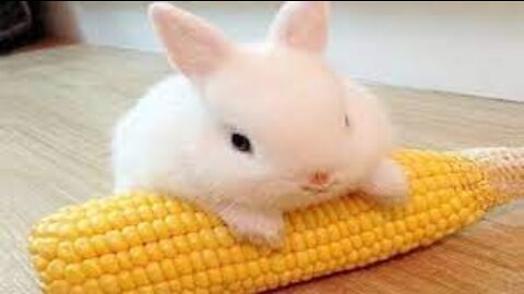 Cute Bunny To Make Your Day!