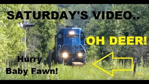 Oh Deer!! That Was Close.. Plus Shedding Pulpwood Rail Cars Are Rocking Hard! | Jason Asselin