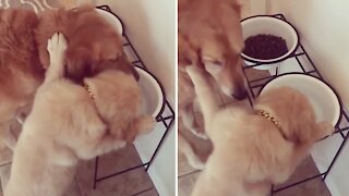 Jealous puppy is determined to drink from big dog's bowl