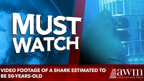 Video footage of a shark estimated to be 50-years-old