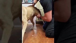Watch this 14YR old dog get a Chiropractic Adjustment!