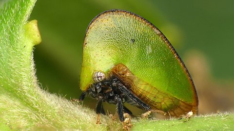 Strange insect filmed in Amazon rainforest of Ecuador