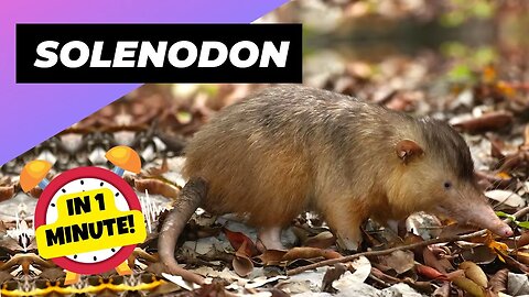 Solenodon - In 1 Minute! 🐀 One Of The Cutest And Exotic Animals In The World | 1 Minute Animals