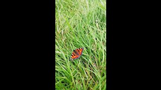 Amazing butterfly in grass