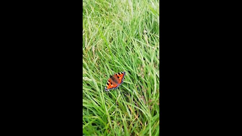 Amazing butterfly in grass