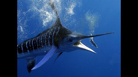 Majestic 4K underwater footage of a striped marlin