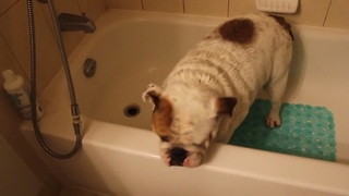 How to trick your dog into taking a bath