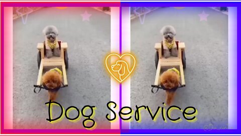 😍 Dog Service | Service Worthy Of a Queen👑🐩