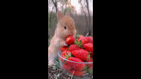 cute rabbit