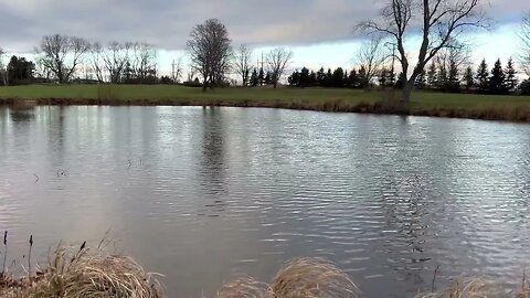 4K Tree By a Pond Canada || Royalty Free Footage