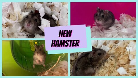 Watch Sophie's Latest Hamster Adventure: Meet Her Newest Furry Friend!