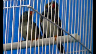 IECV PBV #14 | 👀 Finches In The Cage Playing 🐤🐤1-19-2014