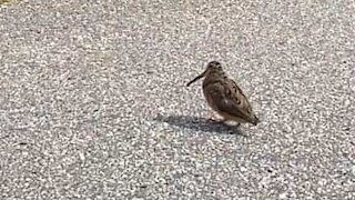 Pássaro mostra movimentos de dança na estrada