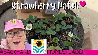 Strawberry Patch Ground Cover