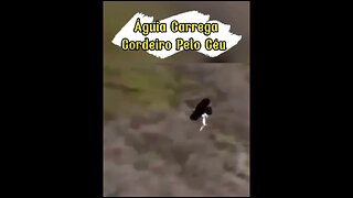 Águia Carrega Cordeiro Pelo Céu #shorts