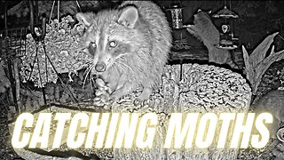 Watch Raccoon Trying to Catch a Moth