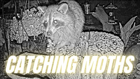 Watch Raccoon Trying to Catch a Moth