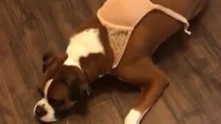 Dog gets caught wearing owner's bra