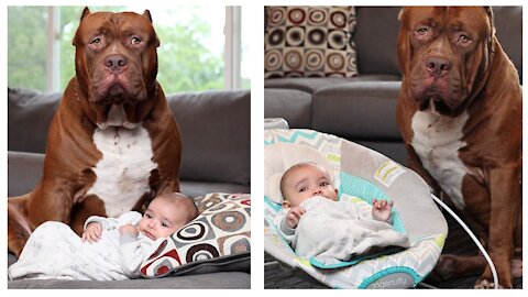 Heroes Dogs Protecting Babies out of anything danger 🐶🏊 Dog loves baby