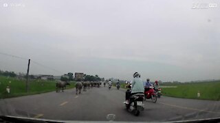 Bad-tempered buffaloes invade road and attack motorcyclist