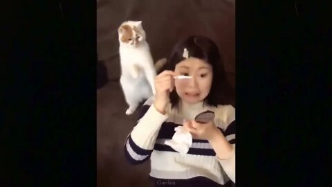 Omg So Cute Cats Funny Video