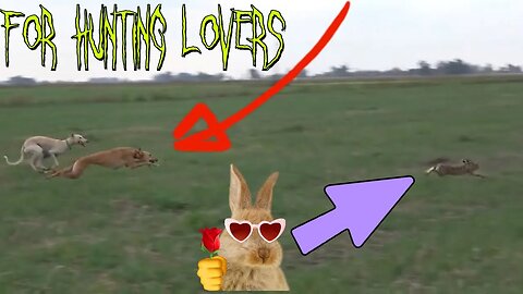 Fastest Greyhounds Vs high speed Rabbit | Los galgos más rápidos contra el conejo de alta velocidad