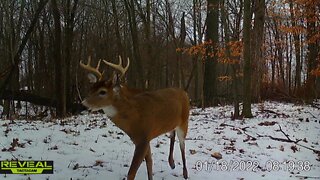 Trail Camera Left In Woods For 4 Months