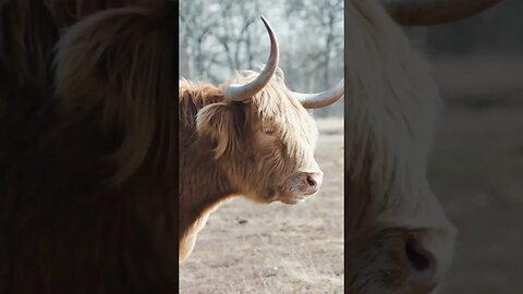 Highland cow Scotland #shorts #relaxingsounds #nature