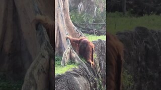 🦧.This is a Bornean orangutan, it weighs 66-220 pounds and is 3.3 to 4.6 feet tall.