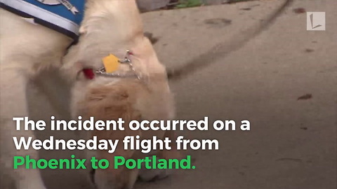 Child Bit on Southwest Airlines Flight by Emotional Support Dog