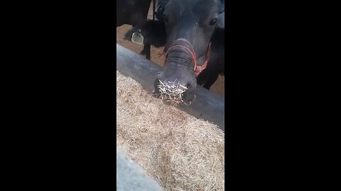 buffaloes 🐃 eating their food🌱