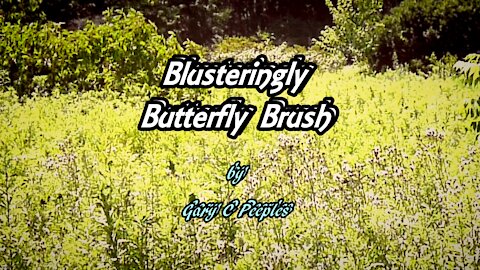 Blusteringly Butterfly Brush