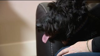 Highlands Ranch woman blames negligent dog owners for $4,000 vet bill