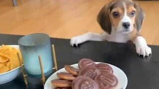 Hungry beagle puppy can't reach food on table
