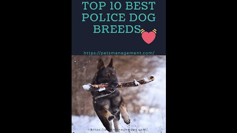TOP 10 Best Police Dog Breeds
