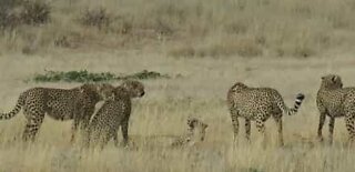 Ces guépards attaquent une femelle sans défense