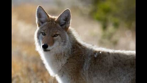 Coyote rincorre un'auto a tutta velocità nella Valle della Morte