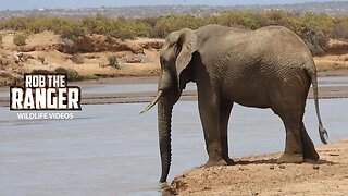 Thirsty Elephant Bull | Samburu | Zebra Plains On Tour