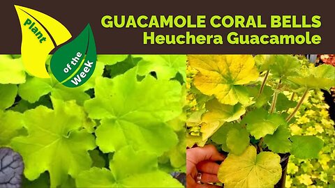 GUACAMOLE CORAL BELLS | Heuchera Guacamole by Monrovia