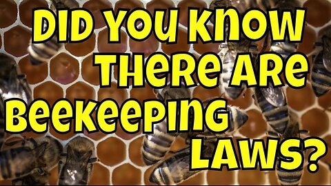 Beekeeping Laws | Am I Breaking the Law? #beekeeping #nature