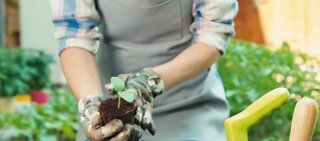Gardening can improve your mental health