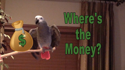 Einstein the Parrot evidently loves money!