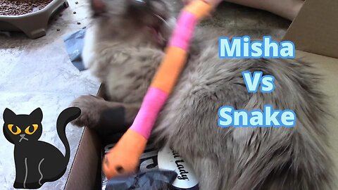 Misha Cat Vs Snake! 😺